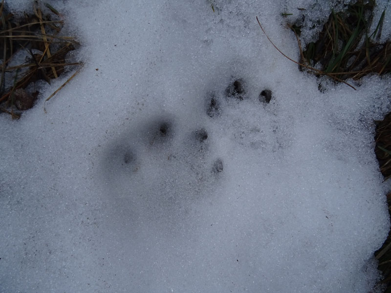 orme su neve....lupi ,volpe, cani ?